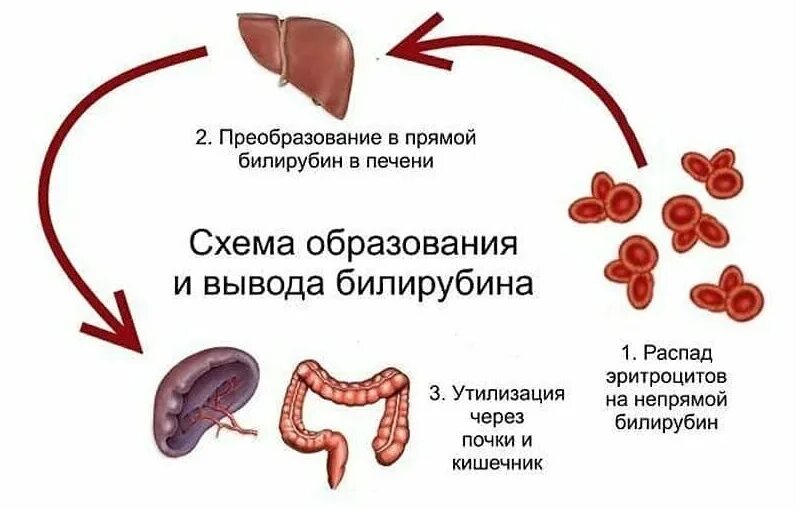 Билирубин. Повышенный билирубин. Завышенный билирубин. Нормы билирубина общего прямого и непрямого.