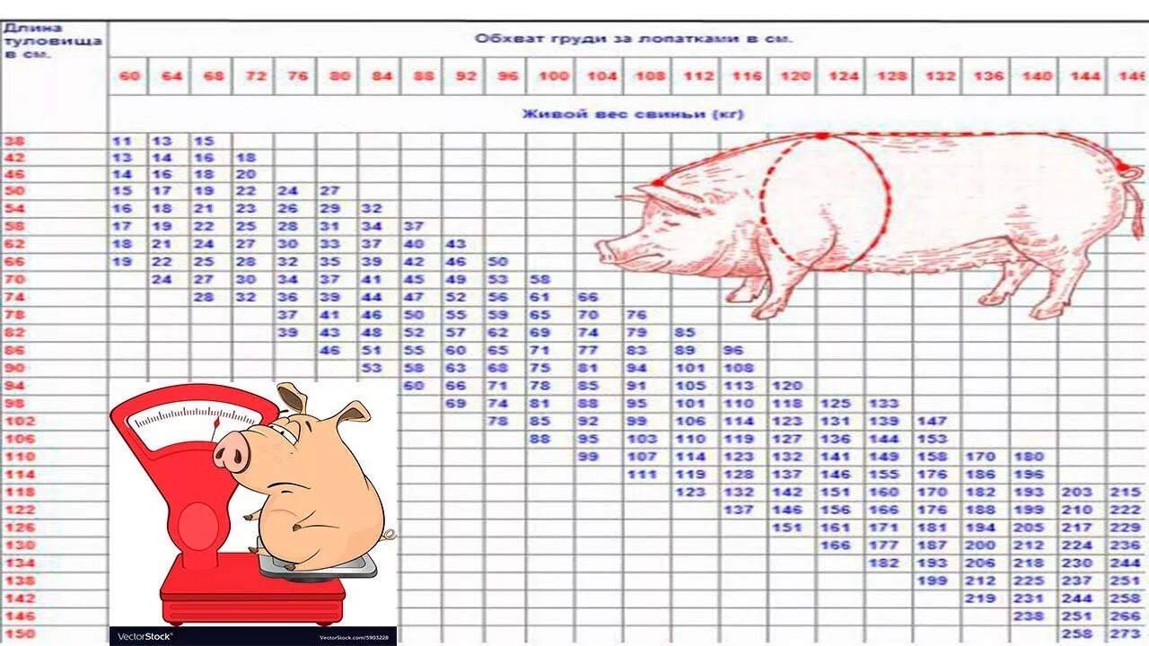 Таблица свиней живым весом. Таблица обмера свиней. Как измерить вес поросенка. Таблица измерения живого веса поросят. Таблица определения живой массы свиней.