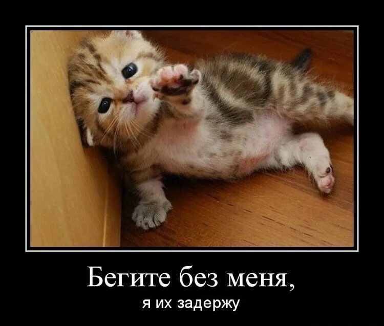 Текила прикольные картинки. Куча дел. Я их. Дорогие социальные сети, перестаньте предлагать. Юмористические иллюстрации.