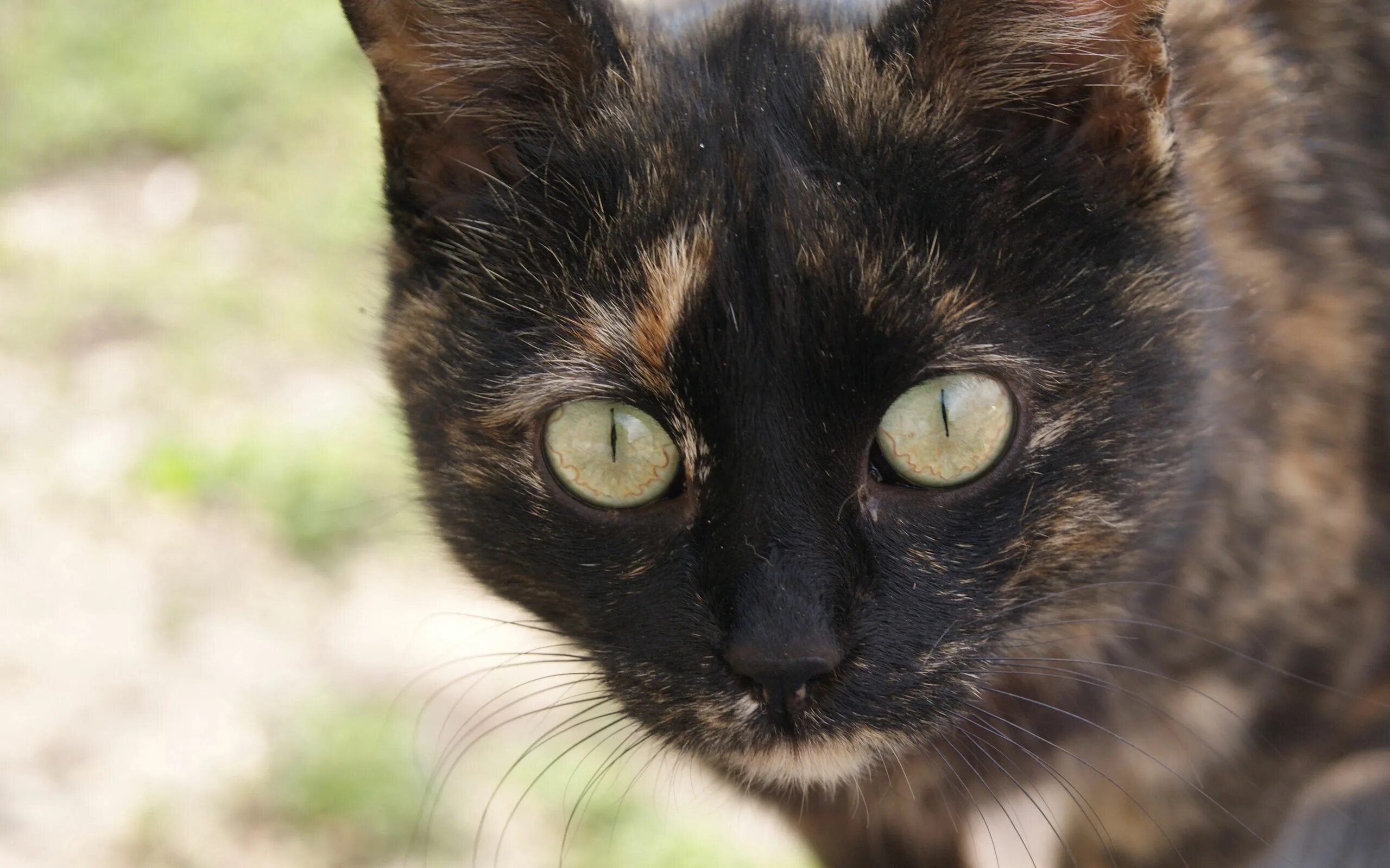 Черно коричневая кошка. Кошка коричневая с черными пятнами. Черная кошка. Черная кошка с коричневыми глазами.