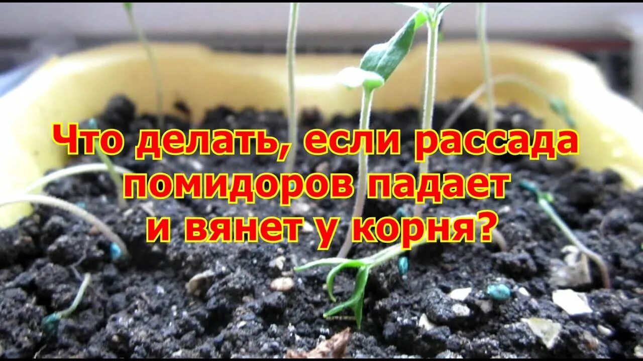 Гибнет рассада томатов. Рассада помидор упала. Рассада помидор вянет и падает что делать. Рассада упала и завяла.