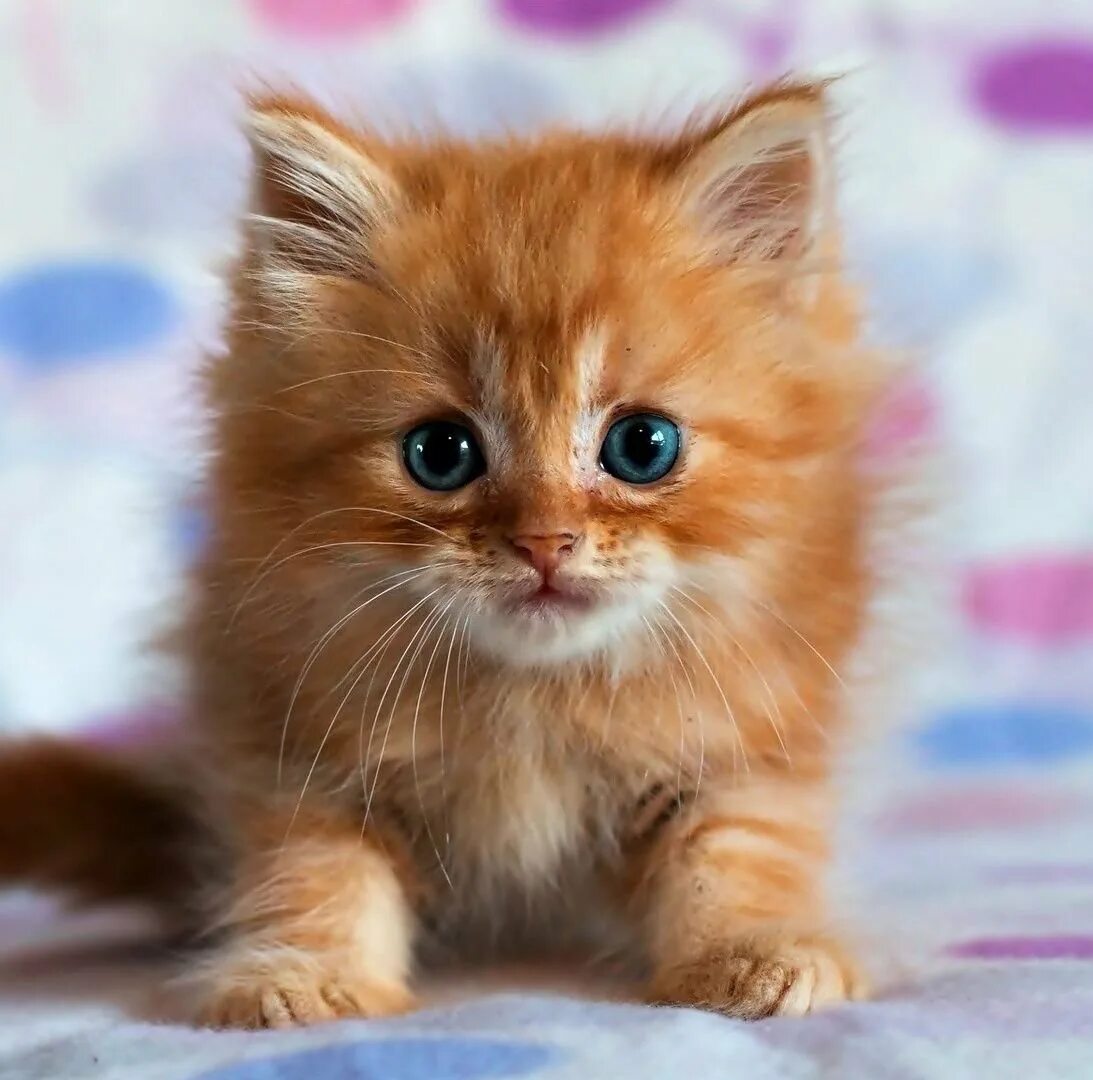 Котенок. Картинки живые котята. Кошечка красивая с цветами. Кот мем. Живые котята.