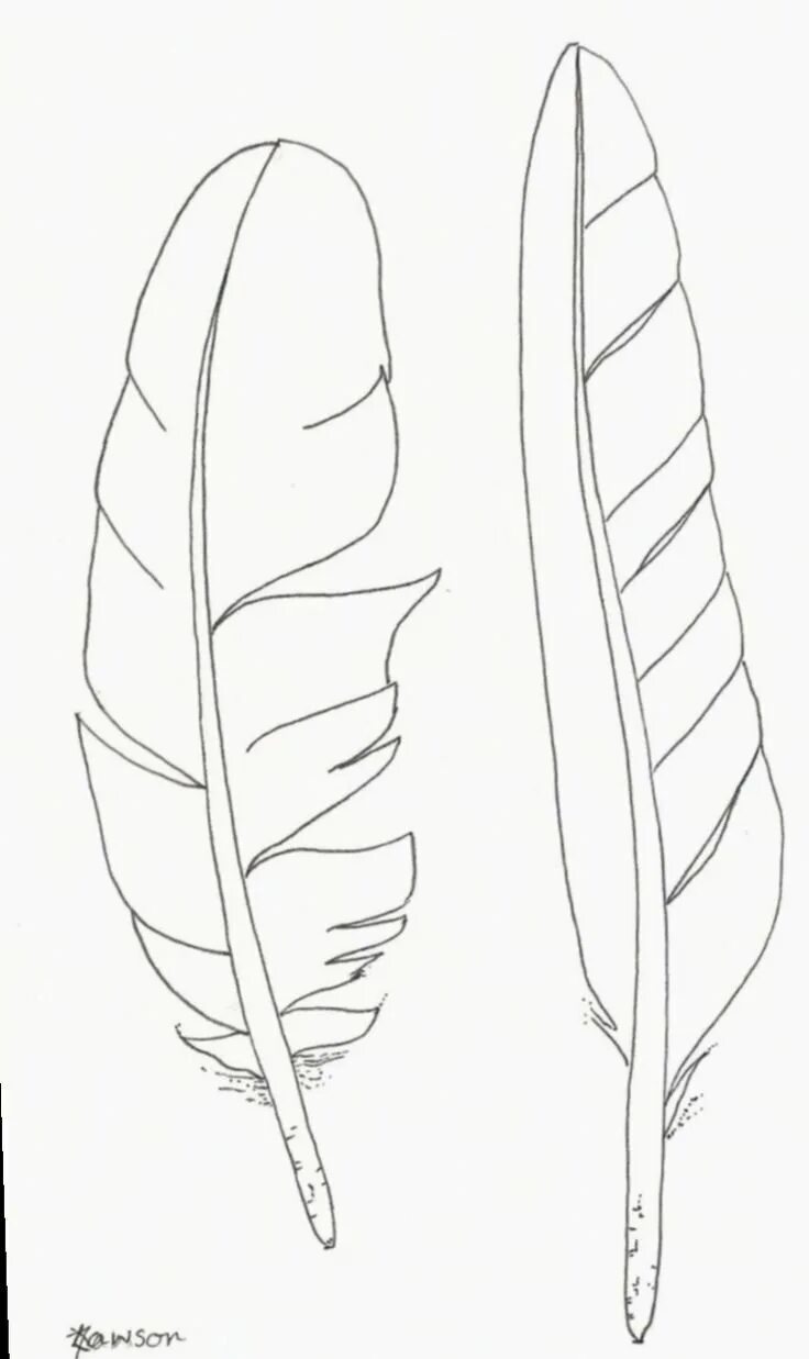 Перо для рисования. Перо для рисования. Перо для срисовки карандашом. Перо карандашом. Перр цветными карандашами.