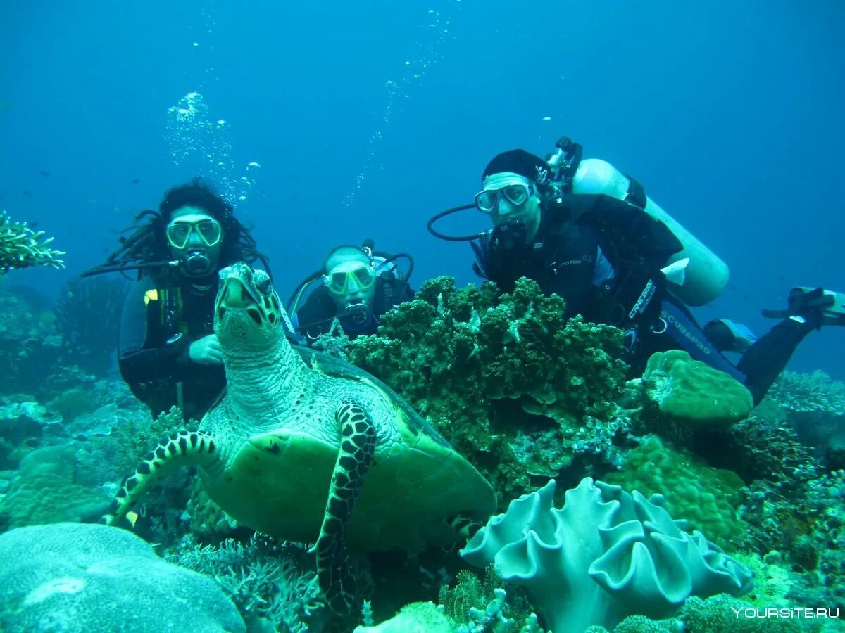 Reef tourism. Морской парк на рифах Туббатаха. Боракай дайвинг. Филиппины дайвинг. Филиппины дайвинг Бохол.