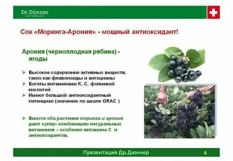 Черноплодная рябина поднимает давление