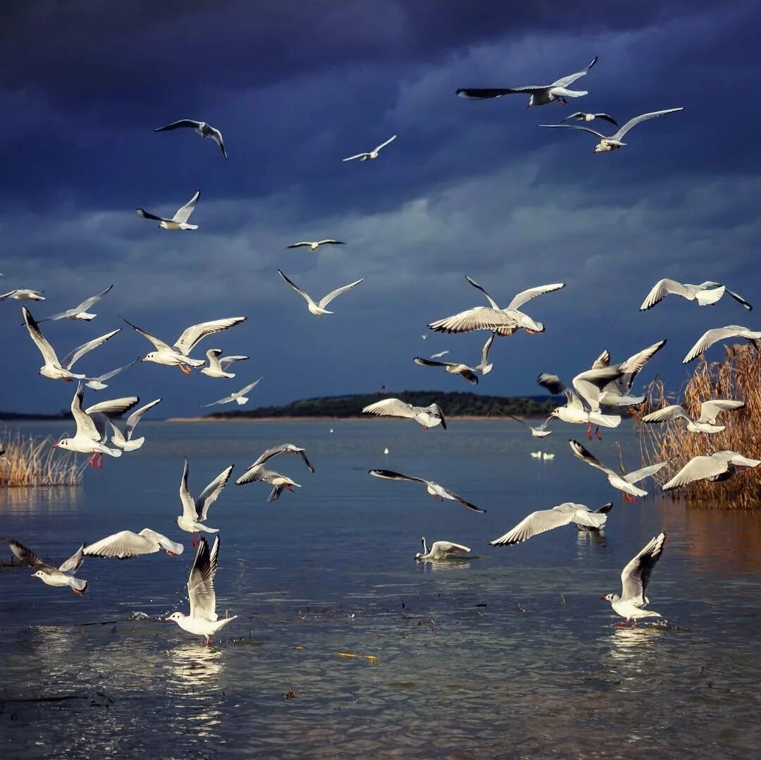 стихотворение про чайку. чайку по имени джонатан ливингстон. чайки высказывания. цитаты о чайках. цитаты про чаек.