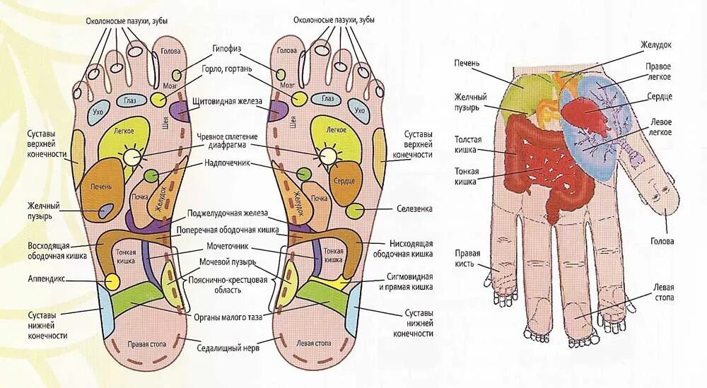 Также на внутренней части. Биологически активные точки на стопе. Биологические активные точки на стопах ног. Биологически активные точки на ногах. Активные точки на подошве ног.