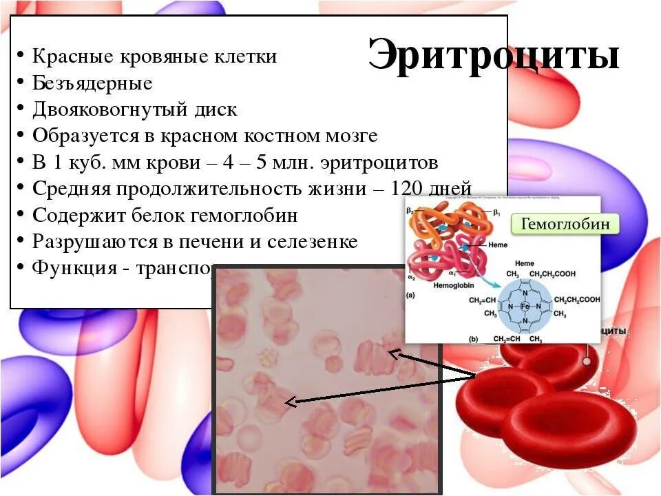 Эритроциты что это. Эритроциты строение и функции. Клетки крови для презентации. Кровь анатомия строение. Роль клеток крови.