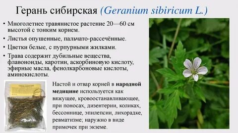 Герань дрожжи