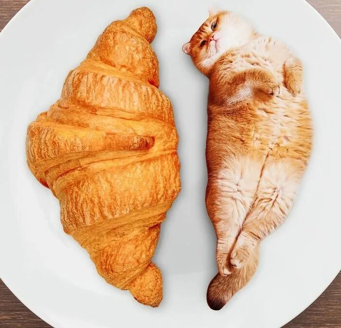 Кот еда мем. Коты круассаны. кошка булочка. смешной круассан. смешная еда.