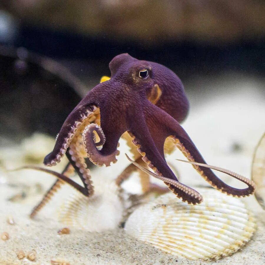 Головоногие моллюски осьминог. Тихоокеанский полосатый осьминог. Осьминог Вольфи. Октопус маргинатус.