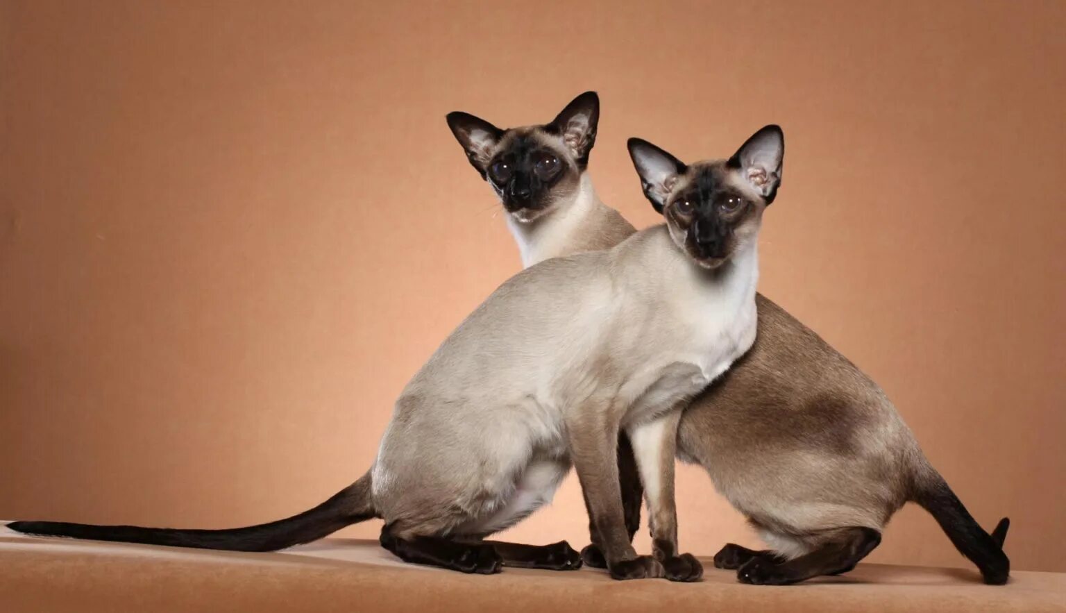 Jenis-Jenis Ras Kucing Lucu di Dunia Beserta Foto-Foto Cantiknya Siamese cats bl