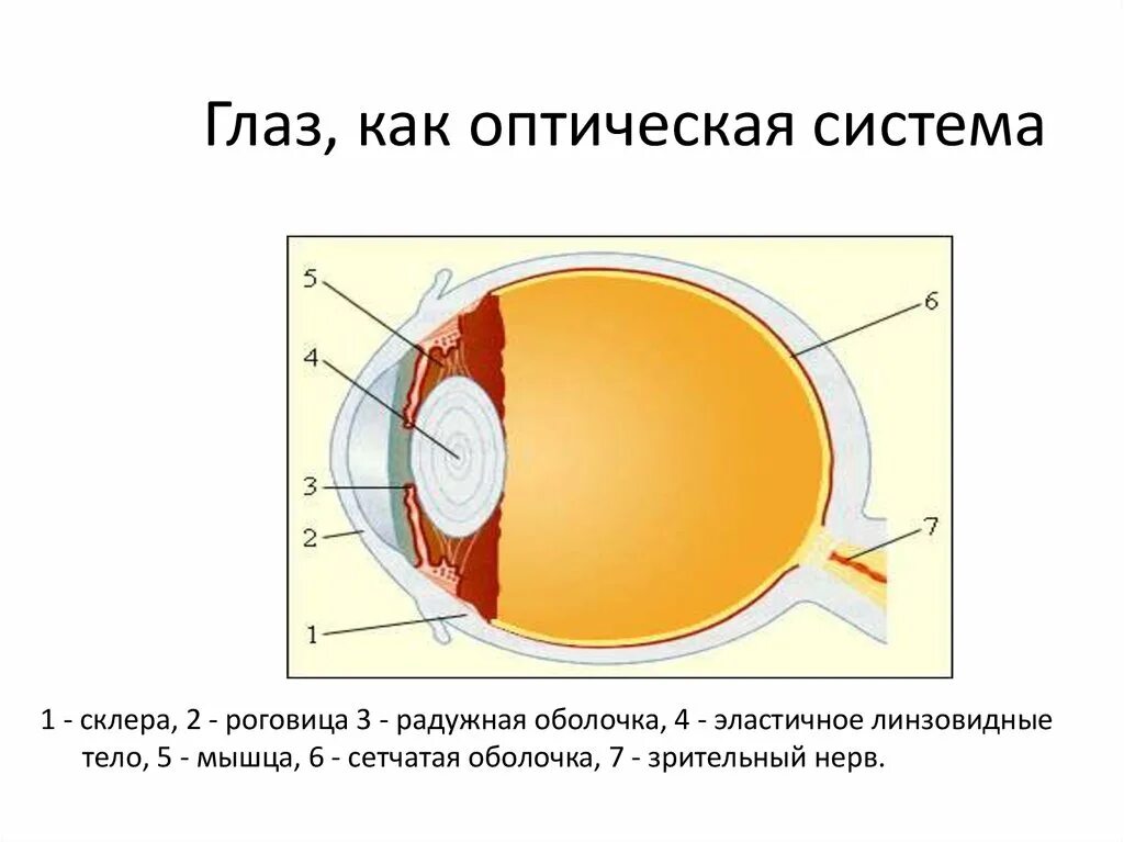 Работа глаза физика