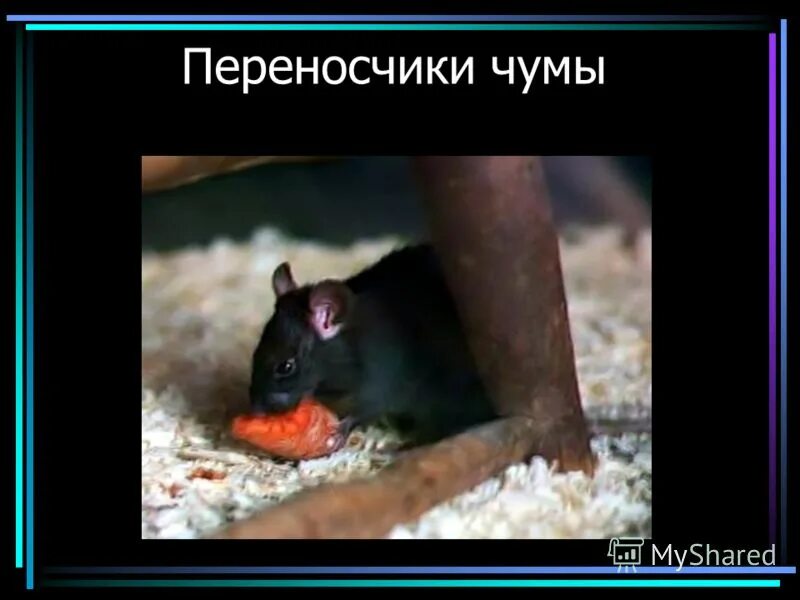 какие переносчики чумы