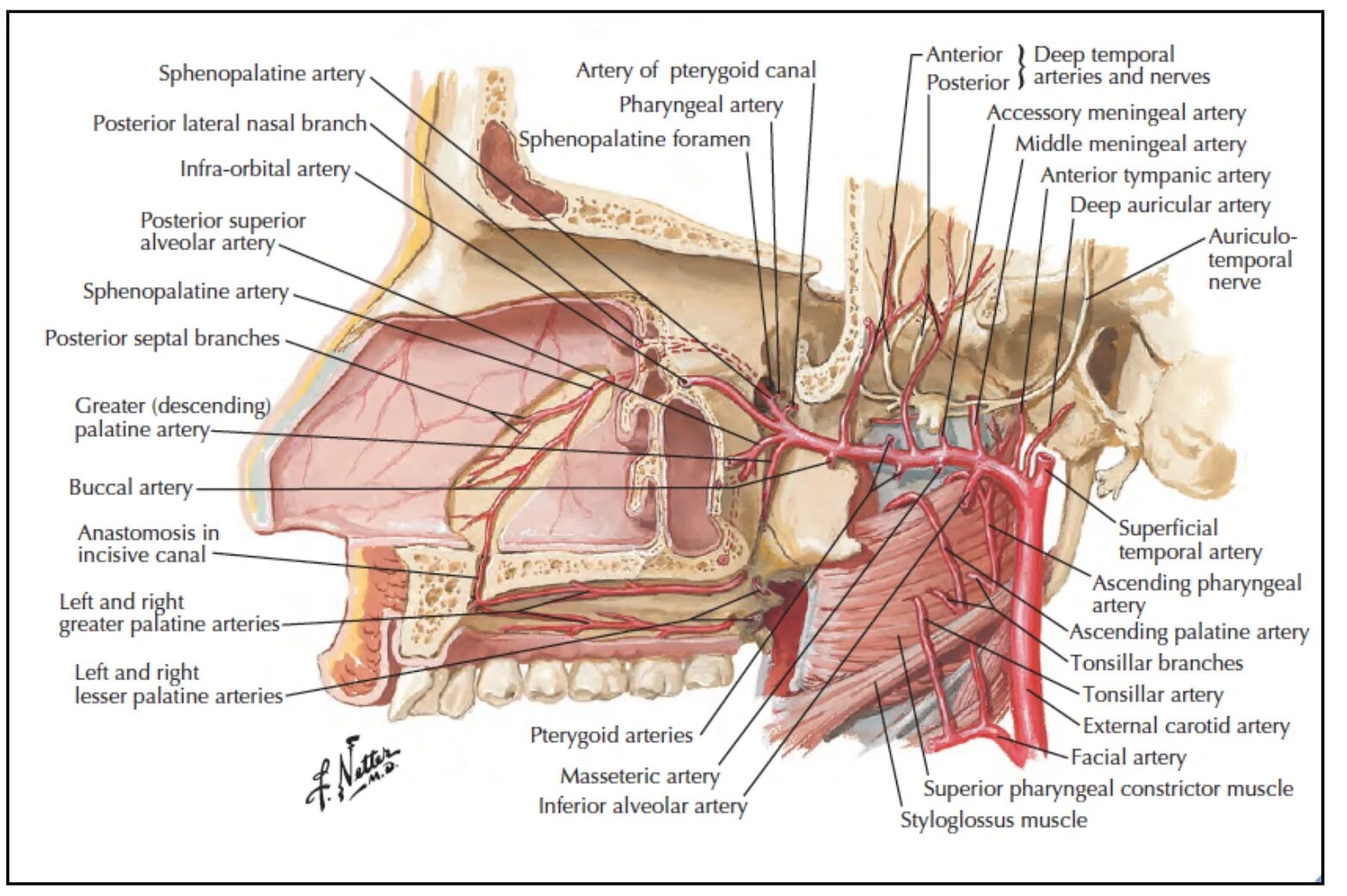 A maxillaris. Глубокая область лица Оперативная хирургия.