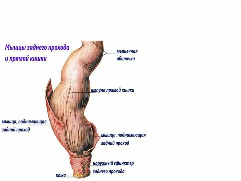 Мышца поднимающая заднепроходное отверстие анатомия. Мышца поднимающая задний проход. Мышца полгимающая задний прохо. Мышца ,поднимаюшая задний прохо. Сфинктер латынь