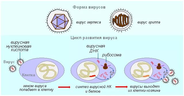 Формы вирусов. Внутриклеточная форма вируса. Покоящаяся форма вируса. Тест на вирус.