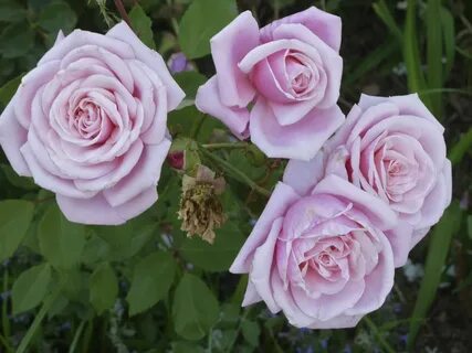 Roses part