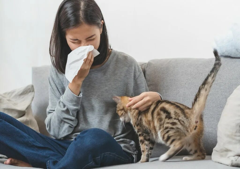 Аллергия на кошек. Питомцы для аллергиков. Домашнее животное для аллергиков.