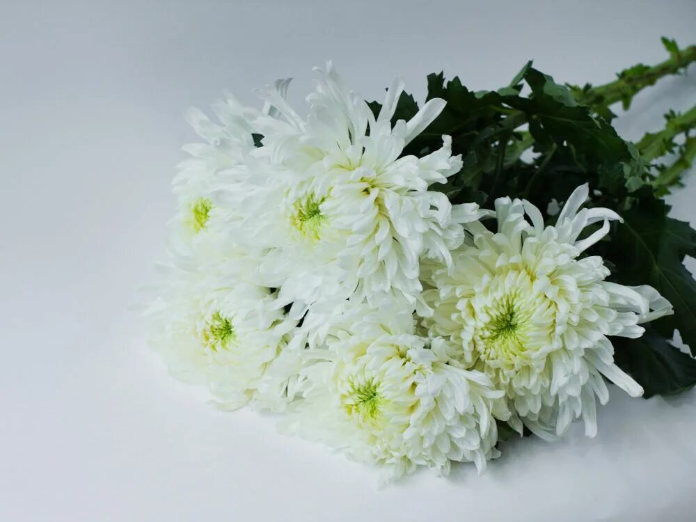 Snowbird хризантема. хризантема мультифлора первоклассница. хризантема brannobless white. хризантема топспин одноголовая. хризантема кустовая стеллини.