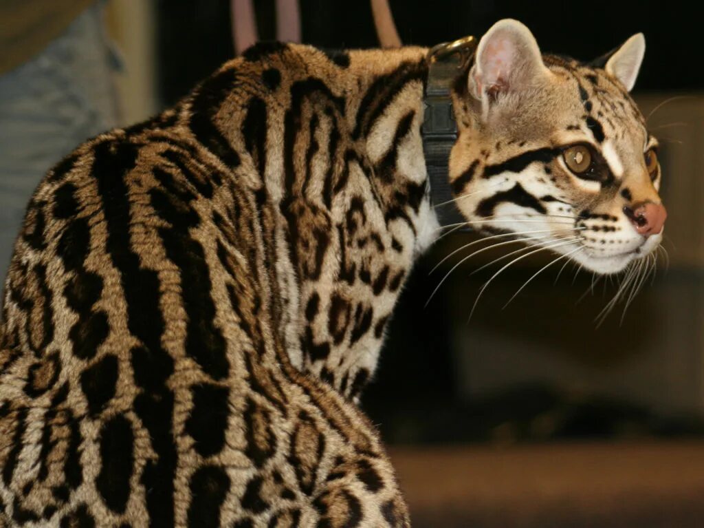 Рассмотрите фотографию пятнистой кошки породы бенгальская. Дикая Бенгальская леопардовая кошка. Оцелот тигробыль. Леопардовая кошка Оцелот. Азиатский леопард – Оцелот.