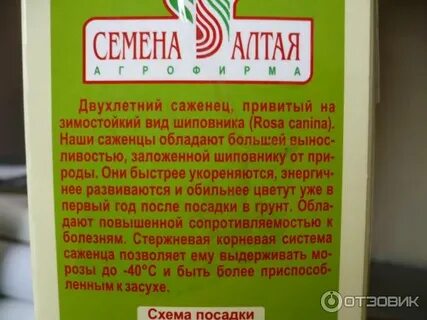 Семена алтая как посадить