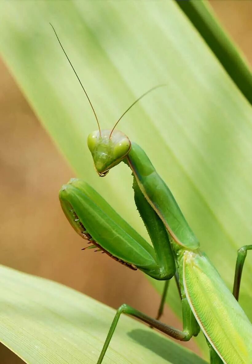 Как выглядит богомол. Жук богомол. мантис богомол. богомол mantis religiosa самка. богомол обыкновенный mantis religiosa самец.