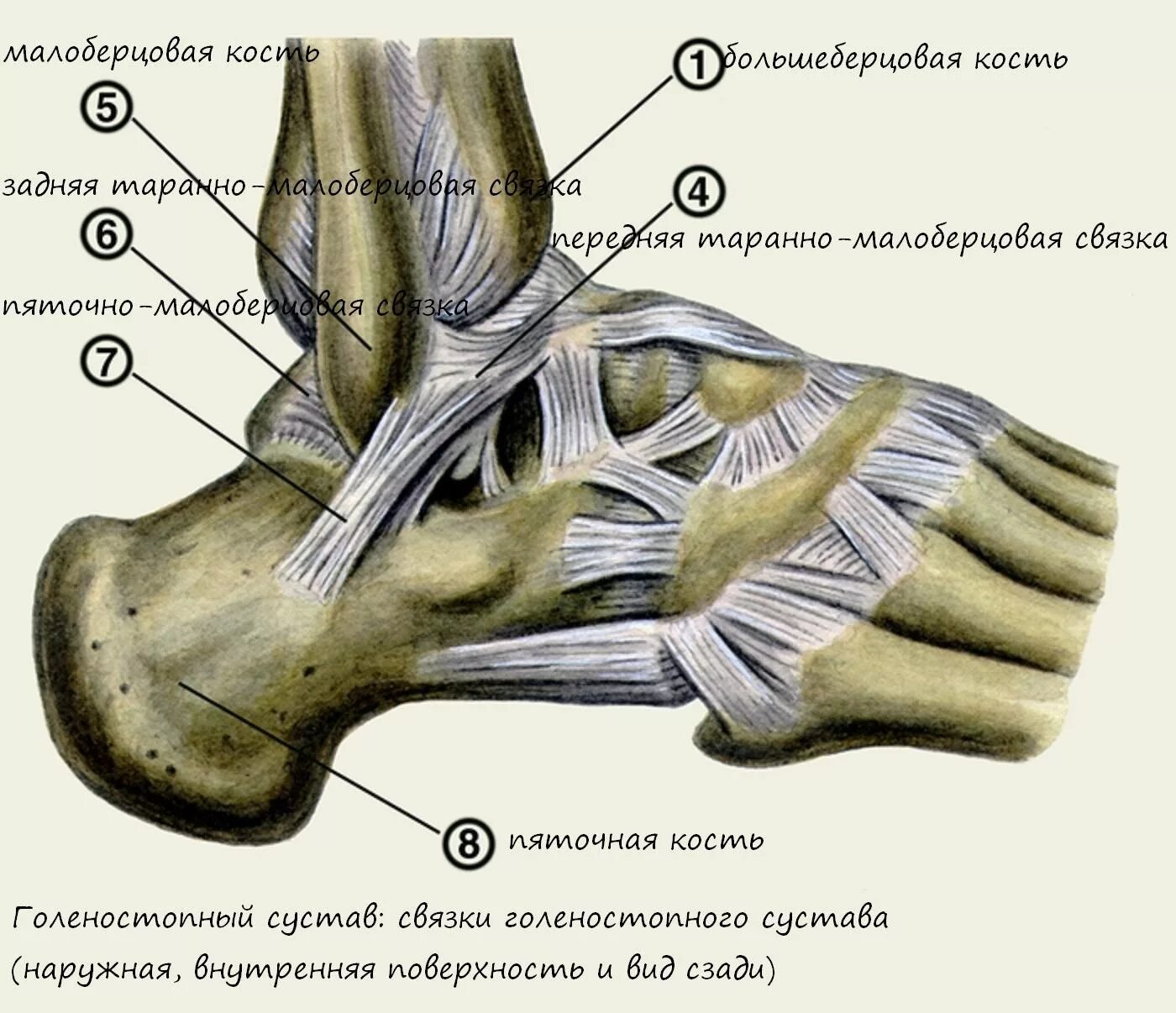Внутренний голеностопный сустав. Связочный аппарат голеностопного сустава. Связочный аппарат голеностопного сустава анатомия. Строение связок голеностопа. Гольностопсустав анатомия строение.