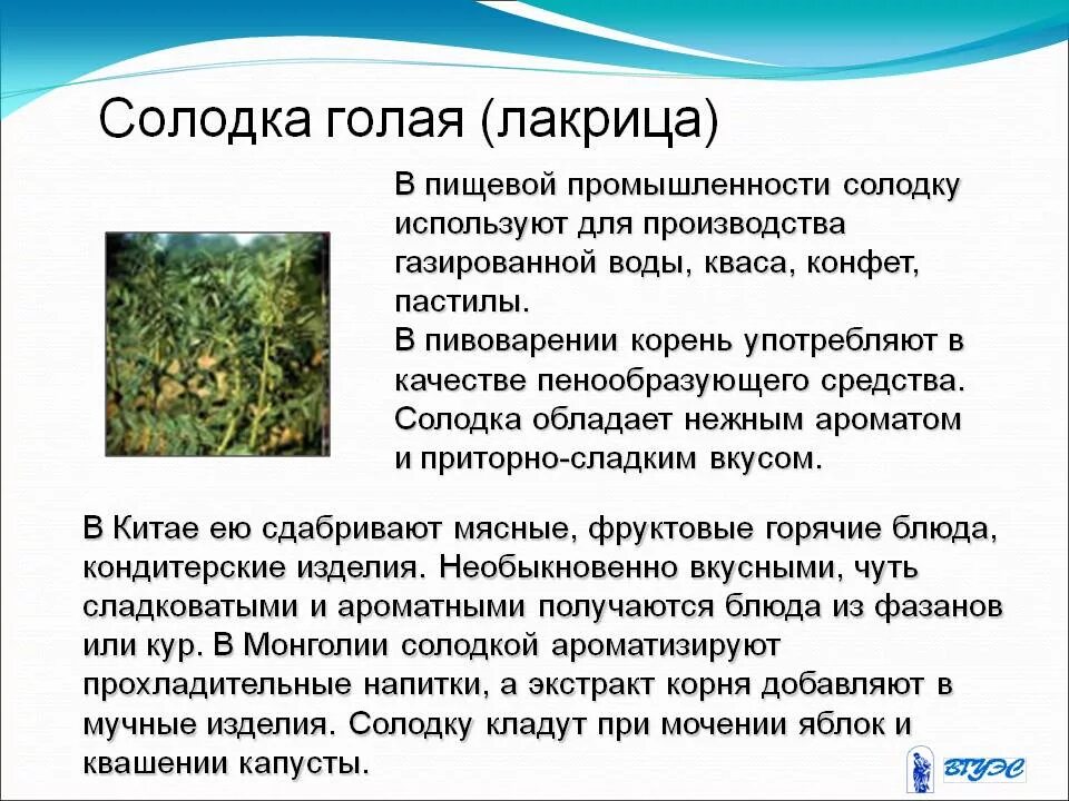Солодка для чего применяется. Солодка лекарственное растение. солодка корень полезные свойства. солодка растение описание. солодка корень свойства.