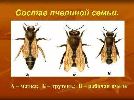 Пчелы матка трутень