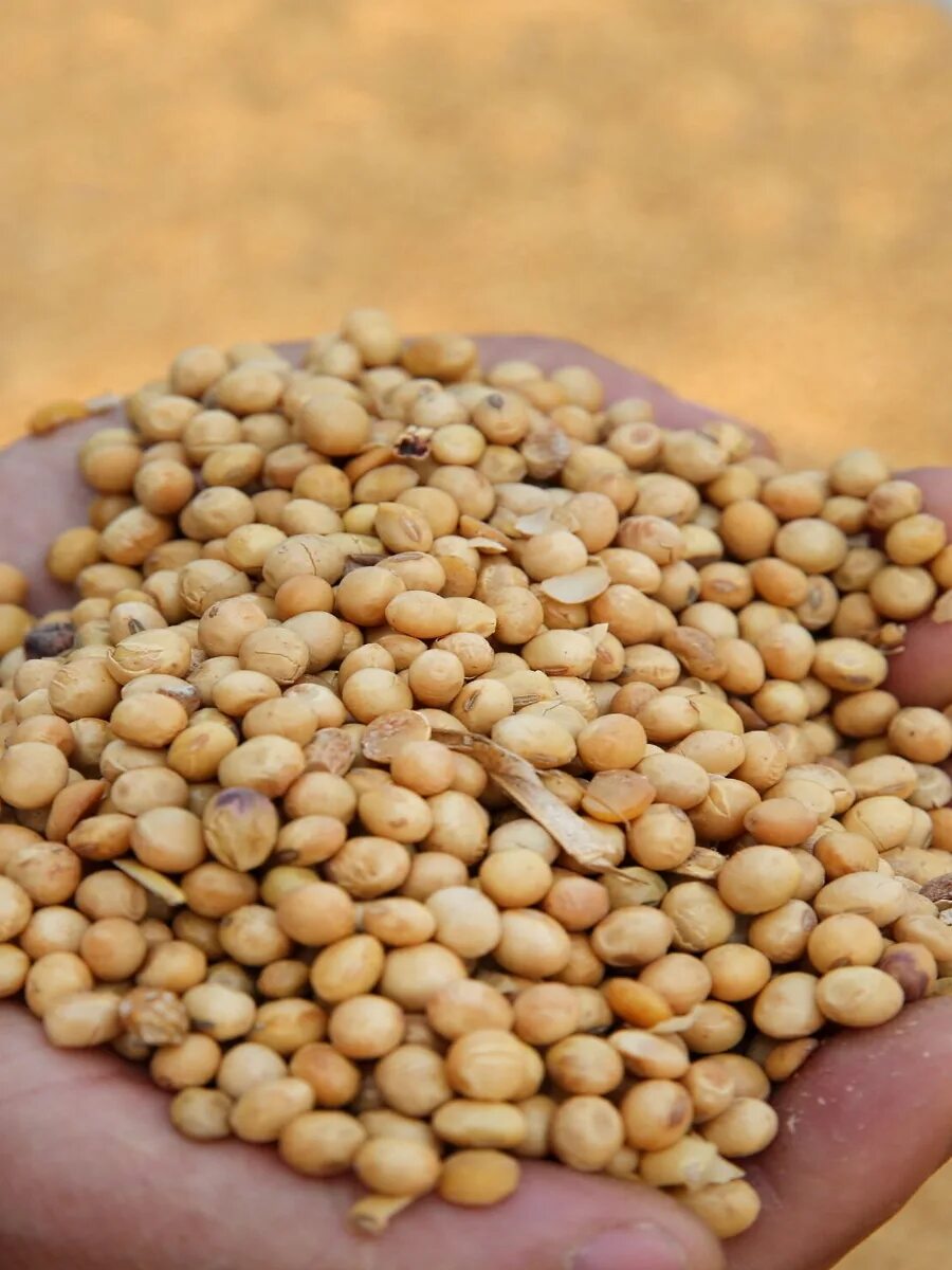 бобы соевые зерно. семена сои фото. соевые бобы семена. соевые бобы семена. семена зернобобовых.