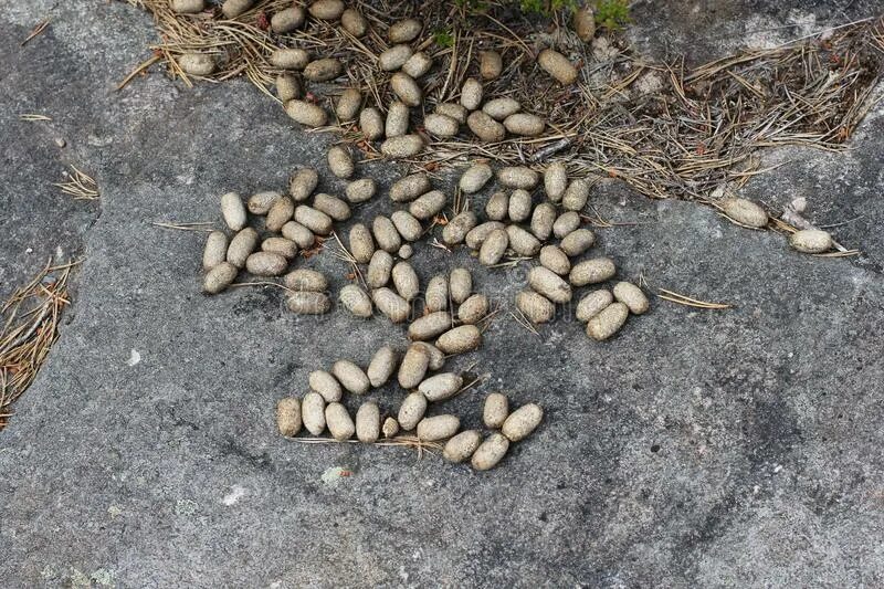 Несквик заячьи какашки. Экскременты диких животных. Экскременты диких коз. Экскременты помет кабана. Заячьи какашки.