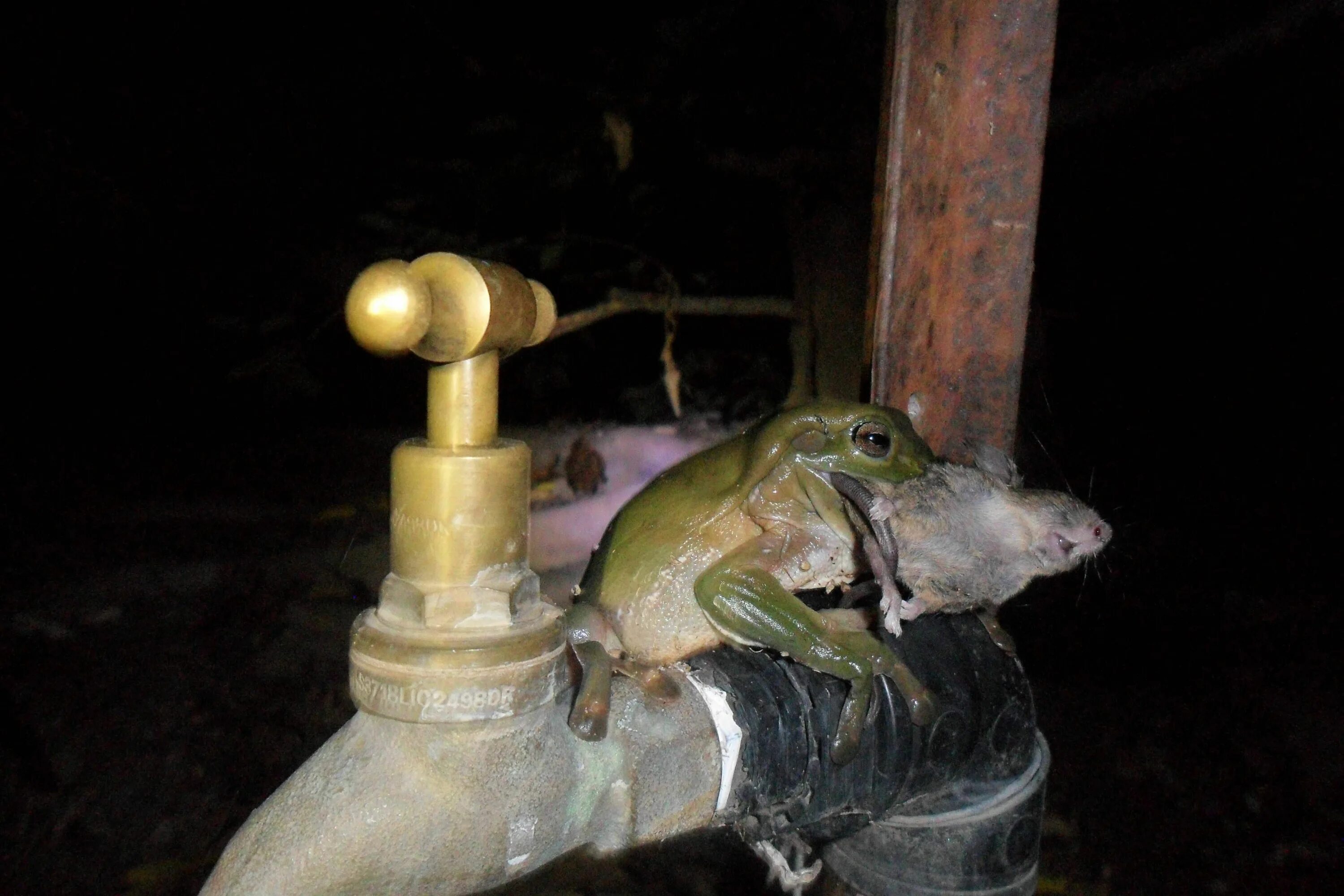 Мышь и жаба. Мыши жабы. Мышь и жаба. Мышь и жаба. Крыса и жаба.