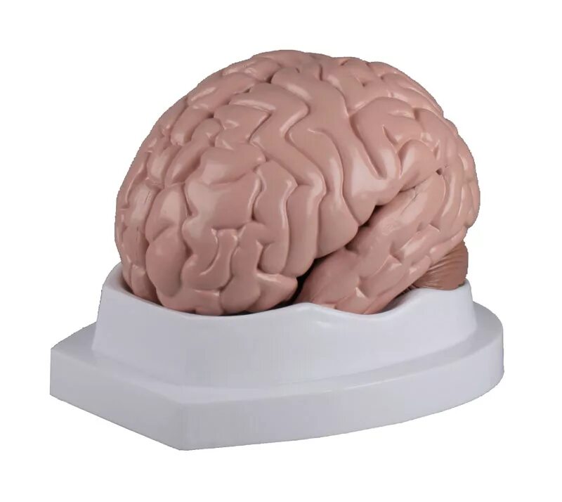 Brain model