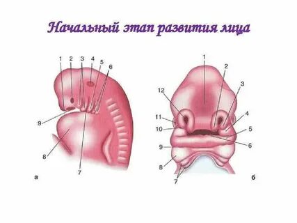 Первичный рот зародыша