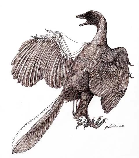 Archaeopteryx lithographica. Археоптерикс Литографика. Археоптерикс скелет. Археоптерикс фото. На рисунке изображена реконструкция археоптерикса
