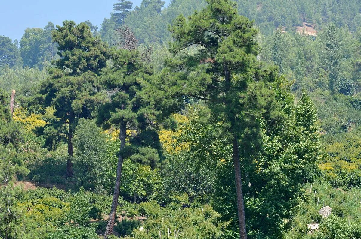 Хвойные турции. Pinus brutia. Сосна калабрийская Pinus brutia. Сосна турецкая калабрийская. Эльдарский сосна.