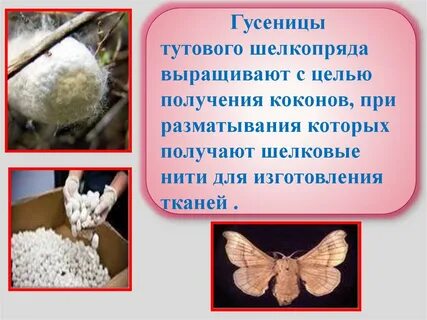 Тип членистоногие вид тутовый шелкопряд
