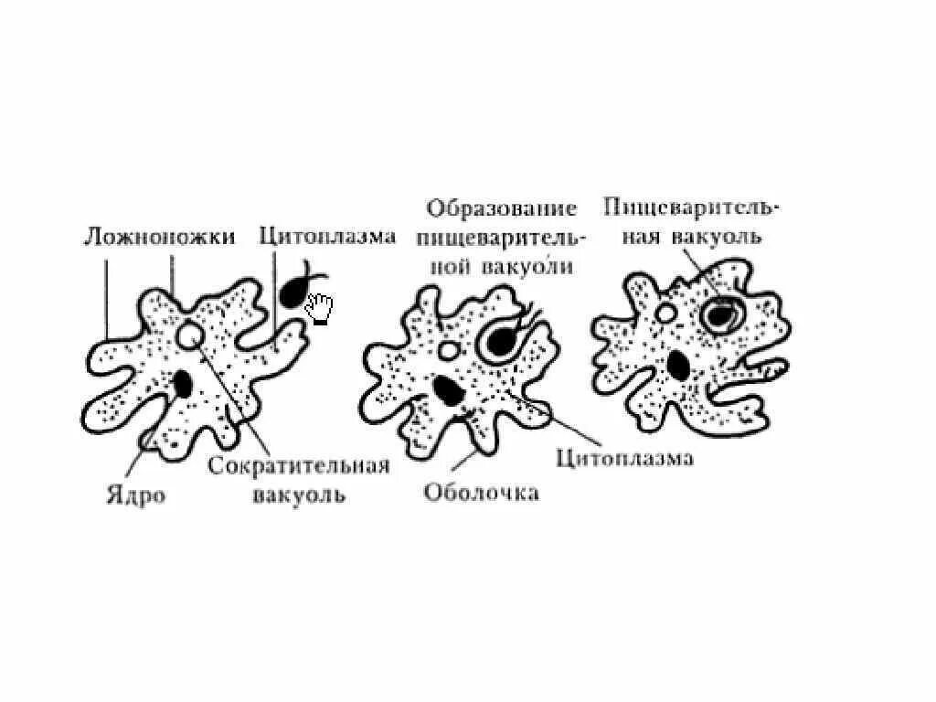 Строение амебы. Строение простейшего амёбы. Наружная часть цитоплазмы у амебы. Строение амебы обыкновенной. Амеба систематика