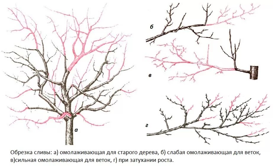 Обрезают ли сливу. Обрезка алычи весной схема. Обрезка старой вишни на омоложение. Омолаживающая обрезка яблони весной.