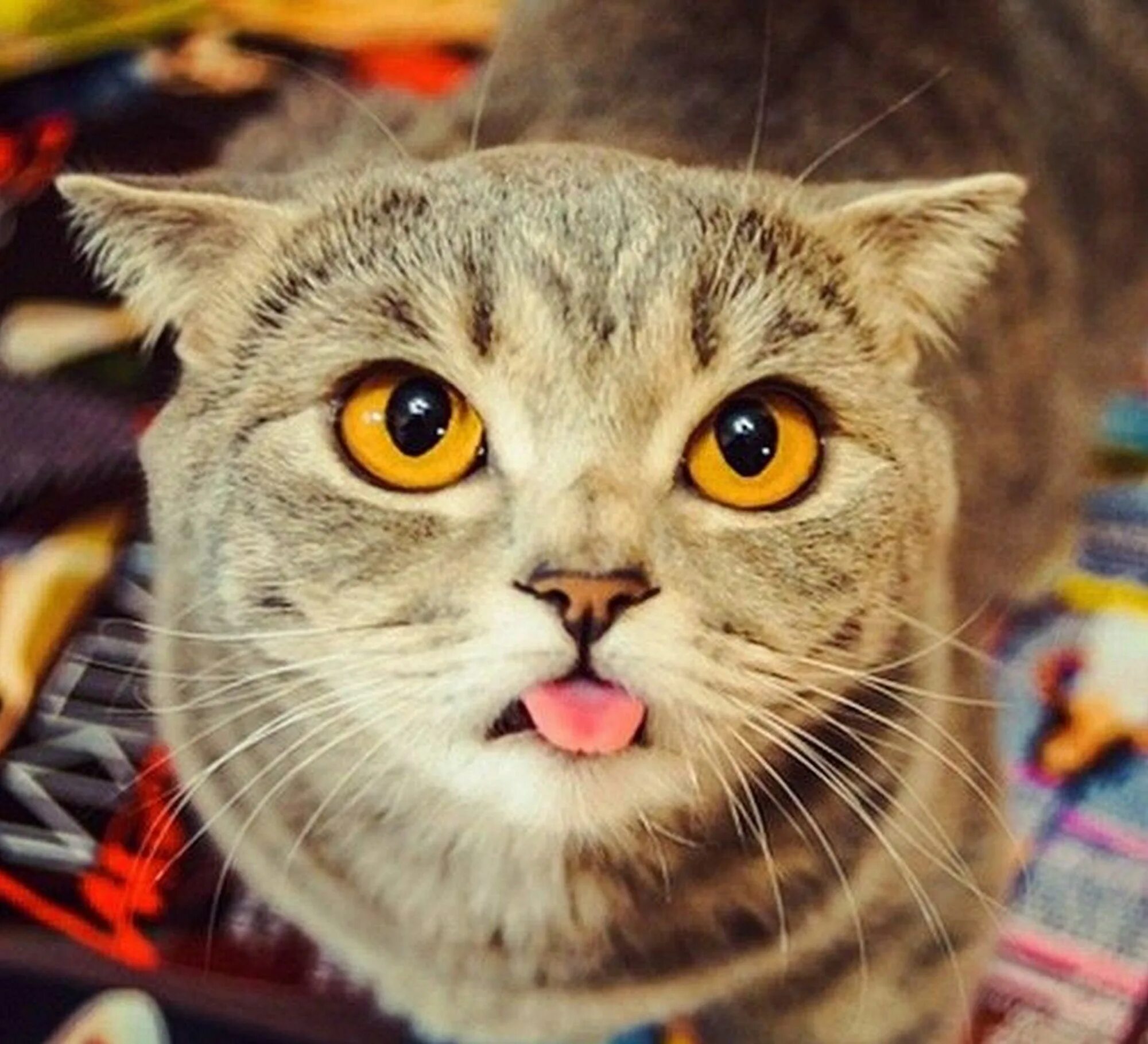 Покажи cat net