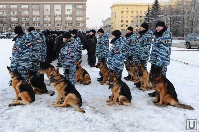 Что нужно чтобы стать кинологом