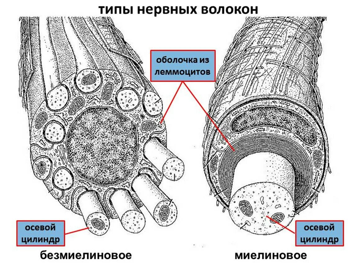 Периферический нерв гистология. Пучки нервных волокон. Системы нервных волокон. Системы нервных волокон. Строение нерва эпиневрий периневрий эндоневрий.