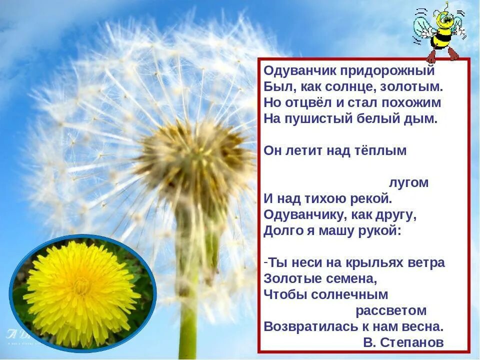 Был на солнышко похож. Стихотворение про одуванчик. Одуванчик стихотворение для детей. Одуванчик для дошкольников. Одуванчик стишок для детского садика.