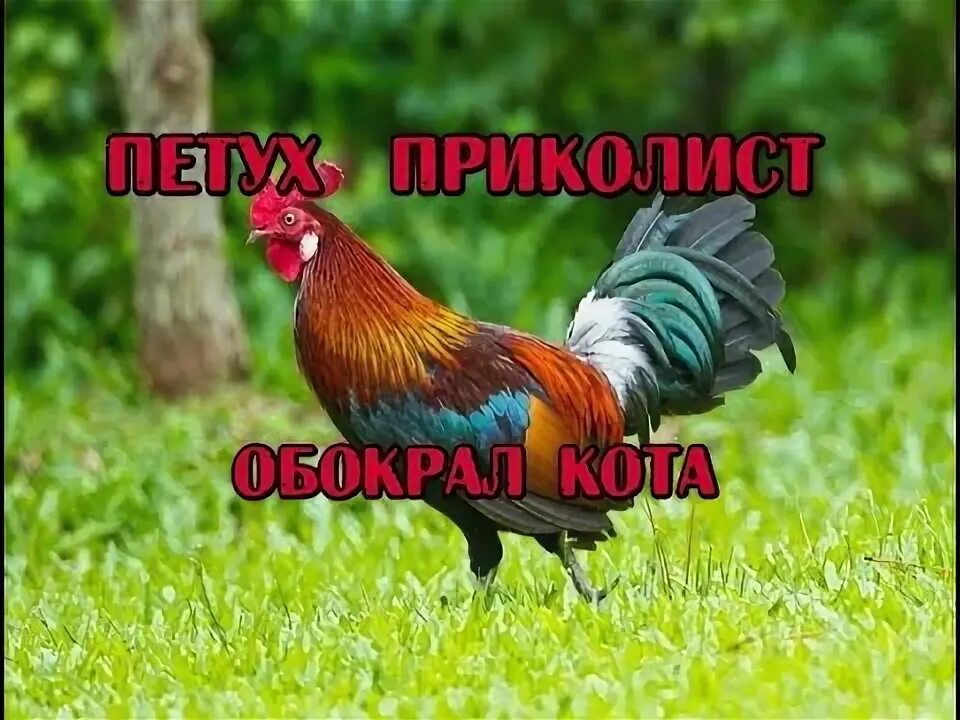 Еду петушки
