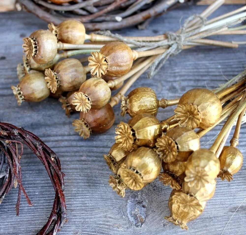 сухоцветы. цветы сухоцветы. гипсофил сухоцвет бессмертник. амареллино сухоцвет. сухоцветы гипсофила.