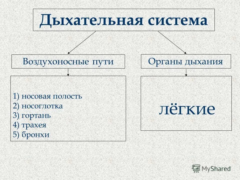 Воздухоносные пути дыхательной системы. Воздухоносные пути дыхательной системы. Органы дыхания воздухоносные пути. Воздухоносные пути трахея. Дыхательная система воздухоносные пути и дыхательная часть.