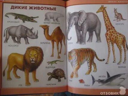 Животное словарь