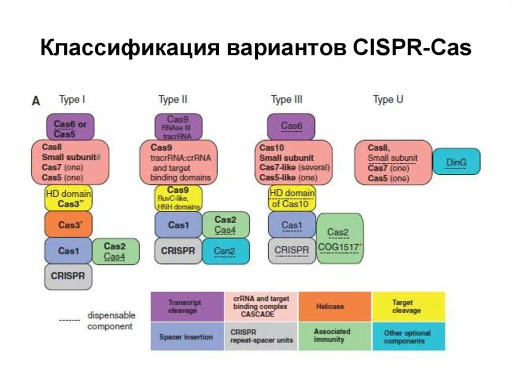 Cas code. Классификация cas. разнообразие систем crispr-cas. crispr cas classification. криспр система.