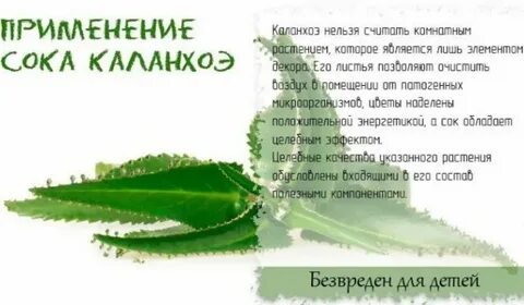 Рецепт каланхоэ настойки